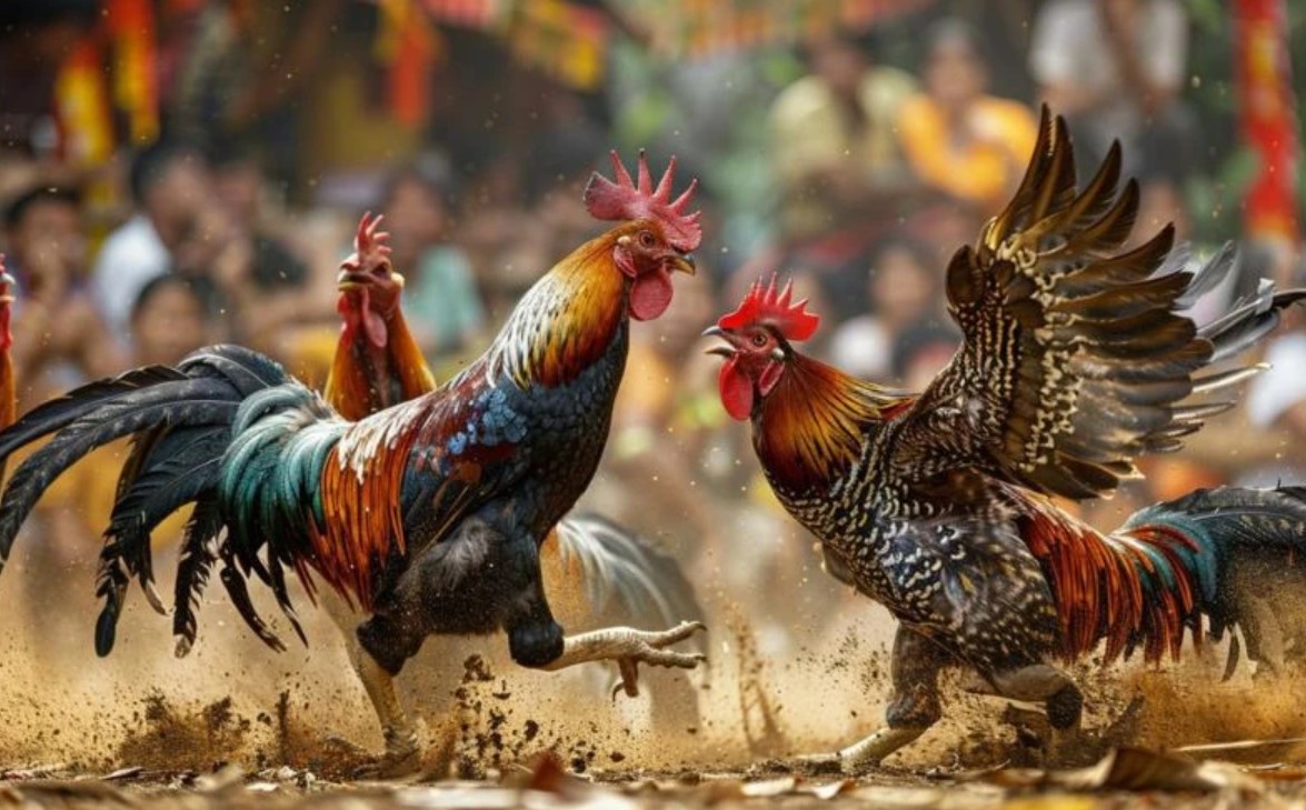 Những Lý Do Đá Gà Xocdia88 Thu Hút Người Chơi
